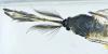 Aedes rusticus